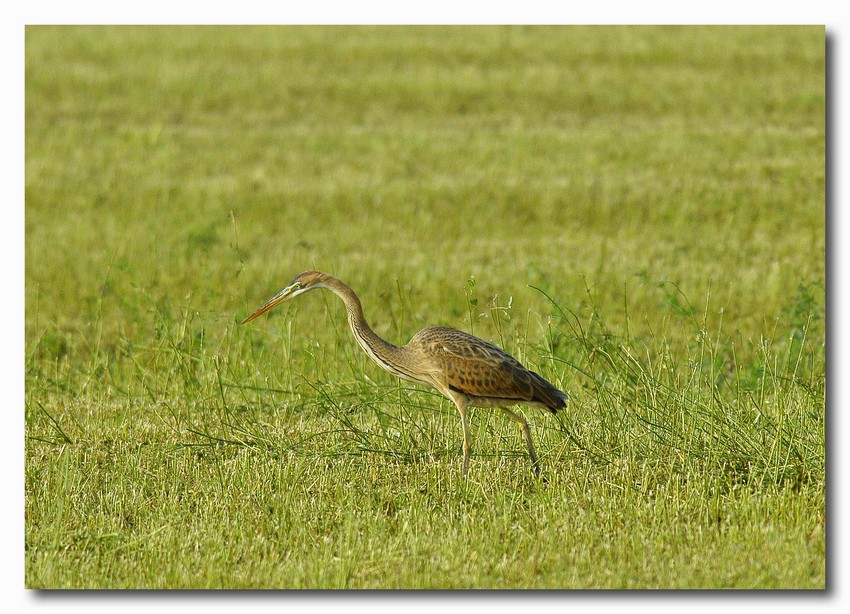 Airone rosso - Ardea purpurea